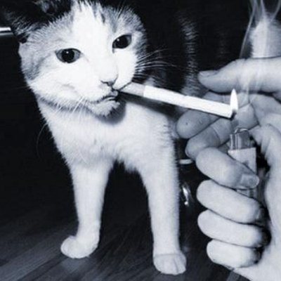 seasalt_33's profile picture. attention is hierarchy | law before justice | temporarily immortal