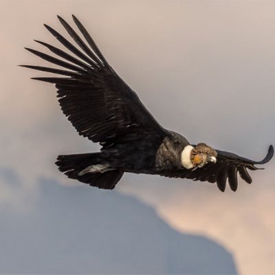 🇨🇱Chileno de ❤️, Católico, proyecto de tenista🎾,ciclista 🚴 hincha de @udechile ⚽️, viajar es lo mejor, agradecido de la vida.