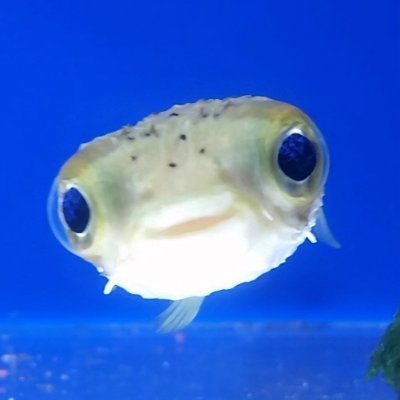 jokaltggez's profile picture. being the spiciest cookie in the bakery is a difficult job but someone's gotta do it