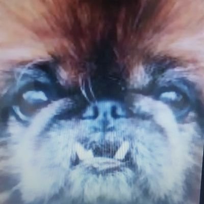 Retired instructor, designer and inventor, DOGS, news junkie, Independent.
News, science, political , NO DMs.Ill DELETE