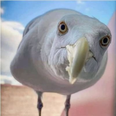 Dyaannaaf's profile picture. 