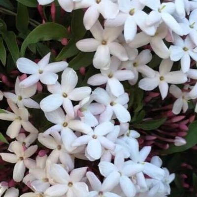 BlueJasmine6213's profile picture. 