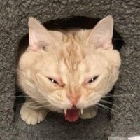 DingBing (@dingbingdb) 's Twitter Profile