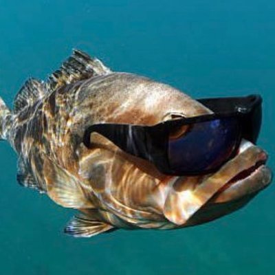 HellYeah269's profile picture. 