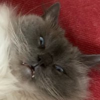 KalleSpecialle (@kallespecialle) 's Twitter Profile Photo