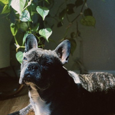 treezeeyah's profile picture. kahit ano ano lang // 🇵🇭