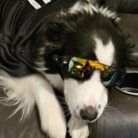 🐾 paws - edtwt (@_puppyp4ws) 's Twitter Profile