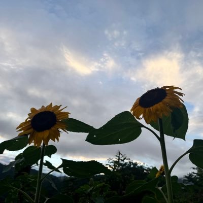 kazima2525sabu's profile picture. https://t.co/08Tf4XFzU9のサブ ここにするツイートは気にしないで