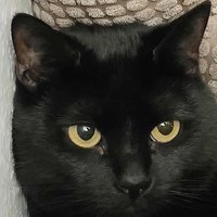 Octave Moreau (@clementjos47719) 's Twitter Profile