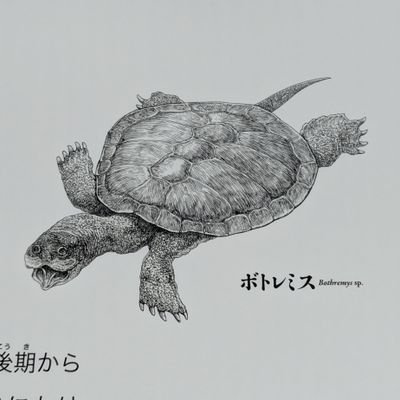 karomaroooon's profile picture. 成人済
息子のお陰で恐竜とドラムの勉強中
2028