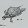 karomaroooon's profile picture. 成人済
息子のお陰で恐竜とドラムの勉強中
2028