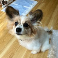 まるみ (@mayuzo_info) 's Twitter Profile