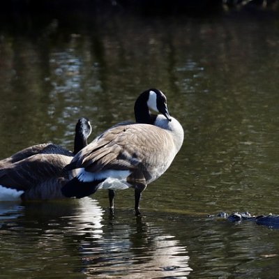 vubulon_gNB's profile picture. 