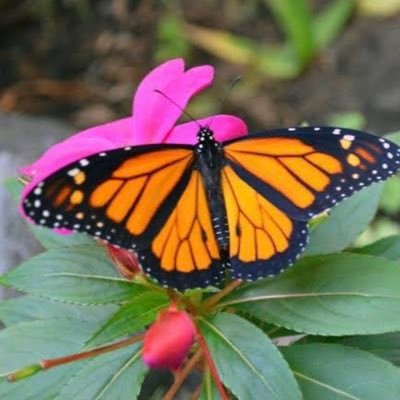 地球🌏環境に優しい事が大好き❤趣味は夫婦で山登りする事と植物を育てる事。 社会福祉士国家資格、養護教諭一種免許取得。三世代同居で3人の子育て中の主婦♪DM返信出来ません🙏