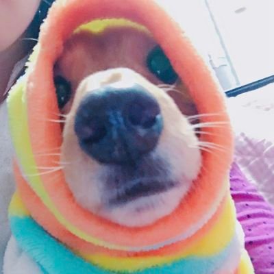 じゃんくろんです。
我が家の紀州犬やダックスフントを
溺愛しております。
いいねもしまくります。
趣味 スマブラ/遊戯王/風景など撮影
スマブラはむらびとしずえさん使用
遊戯王はDM-ゴッズ世代