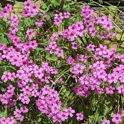 ガーデニング,料理
,散歩,サイクリングが好きです.アイコンは幼い時に過ごした場所に咲いていた花です.薬草やハーブに興味があります.好きな曲吹奏楽のバーンズ作曲のアパラチアン序曲.無言フォロー失礼します.忙しいのですみませんがDMは返信できません🙏