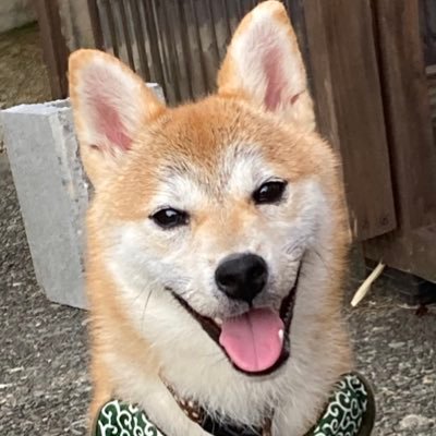 銀牙シリーズのファンで動物が好き バンドリ(Roselia)デレステ(城ヶ崎姉妹)ミリシタ(ひなた、茜) グリモアR(相馬レナ) アルビレックス新潟サポ