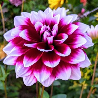 nimbra_can's profile picture. 🧚🏾‍♀️ #BLM parody account. 🥳🙂👑