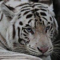 ⊹ (@soienvu) 's Twitter Profile