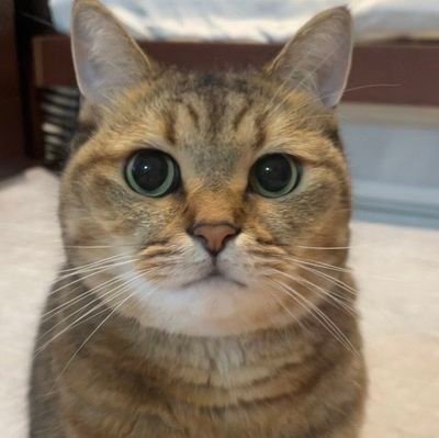 ie6VgWzvTs94455's profile picture. 健康麻雀🀄️ラジオ→コサキン、伊集院光、爆笑問題、ナイナイ