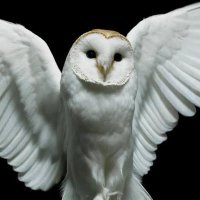 Ronin (@roninr6s) 's Twitter Profile