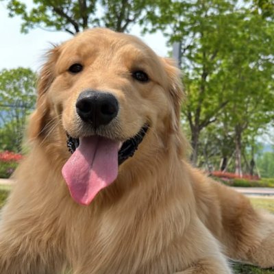 moovc49545922's profile picture. 小さなわんこの笑顔に、毎日癒されています🐾💖

犬と過ごす時間が、私の一番の幸せです🐶🌸