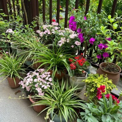 befqs76429154's profile picture. 土と花の香りは、私にとって人生のBGMです🌹🎶

庭の花が咲くたびに、心にも光が差し込みます🌞🌷