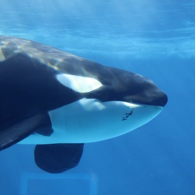 シャチと水族館が大好きな社会人 . 須磨シー年パス . 時差投稿多め . Canon EOS R50🔰 私が見ている世界📸