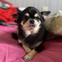 む ぎ ㄘゃꩢ 🐾 (@mugi_pero) 's Twitter Profile Photo む ぎ ㄘゃꩢ 🐾 (@mugi_pero) 's Twitter Profile Photo