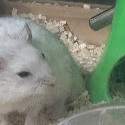 angnyangnynyang's profile picture. 다팝니다 햄듀듀듀💥/비계 https://t.co/NIkEH439rw