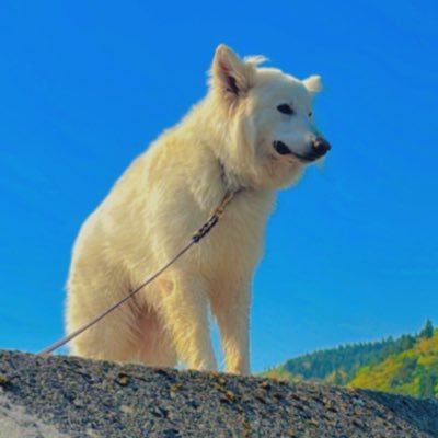 KAUMUDI_wssd's profile picture. ホワイトスイスシェパードの男の子カウムディー🇨🇭BIRTHDAY：2023.08.07🇨🇭 BREEDS of DOGS：#WhiteSwissShepherd🇨🇭田舎でのんびり暮らし。ホワシェパや大型犬オーナーさん色々教えてほしいです🐾