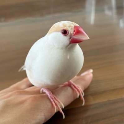 赤ちゃん顔のクリーム文鳥、ちゃちゃまる(おとこのこ👦🏻🖤⋆͛) 🐣誕生日2024.10.15/ 🏠🤍お迎え日 2024.11.15~ 主は新卒社会人1年目🚺 一人暮らし 無言フォロー失礼致します💦