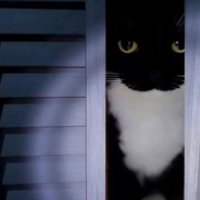 Canastade Batman (@canastadebatman) 's Twitter Profile