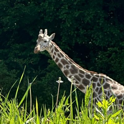 camebackgiraffe's profile picture. カムバックした人妻。同居人とは冷戦状態(離婚計画中)。誰にも言えない気持ちを吐く場所がやっぱり必要と思い再浮上🧚 なんでも呟く秘密のアカウント。 30代前半/一児の母/G