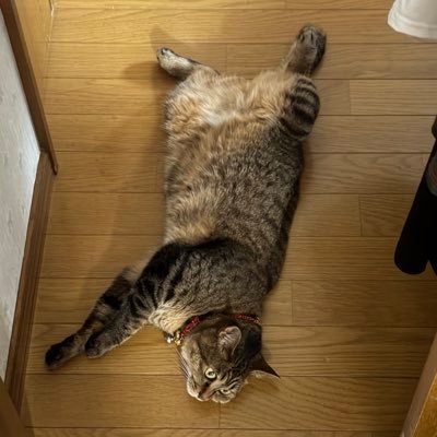 rukadayodesu's profile picture. valo 一応配信してます res @FortheMedusa sub @rukadayosub