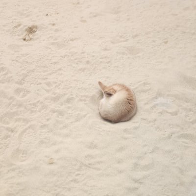 tatsuyaluvta's profile picture. LUVYA専用垢。