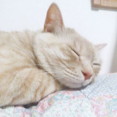 旧アカウント名「黒いモノリス」。大学講師、ボランティア無料塾講師、羽黒派古修験道及び伏見稲荷の修験者,いわゆる山伏です。専門はドイツ語圏の民俗学(一応)ですが,武術なども少々。
