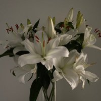 ๐บ (@pearl_alofi) 's Twitter Profile
