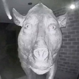 doobycoin's profile picture. 