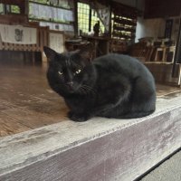 ねこばす (@catbas_) Twitter profile photo