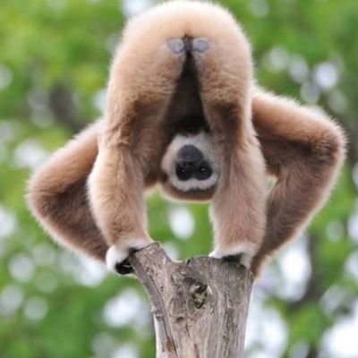 LoguLog79943245's profile picture. 