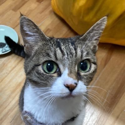 大好きなタレントさん:須田亜香里 一推し:荒野姫楓 二推し:太田彩夏、林美澪、相川暖花、中村歩加、荻野由佳、まゆたゆま プロレスアカウント @pw_fuji