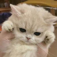 🐈⬛ (@nek0_nyao) 's Twitter Profile Photo 🐈⬛ (@nek0_nyao) 's Twitter Profile Photo