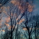 Marshall Pearson - @Forrest141 - Twitter