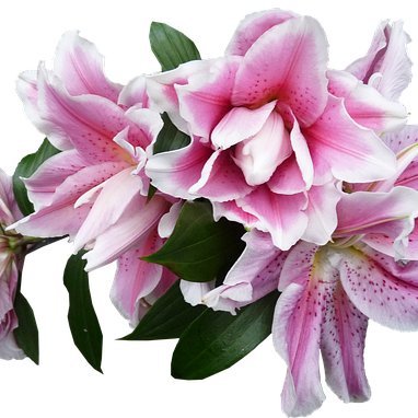 Bokep_jav_yIRnD's profile picture. 