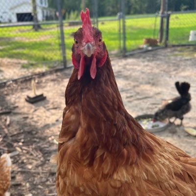 dougmathis's profile picture. it's just me