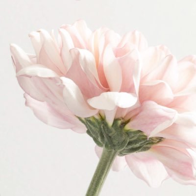 sakura_k0823's profile picture. 