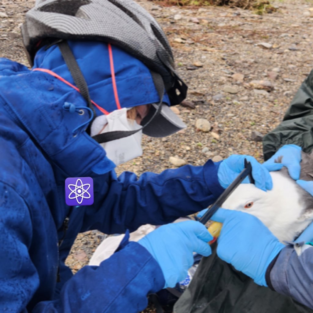 caln1vorus's profile picture. environmental scientist, aspiring biologist, and vegan. threshold theory hater and avid creature enjoyer