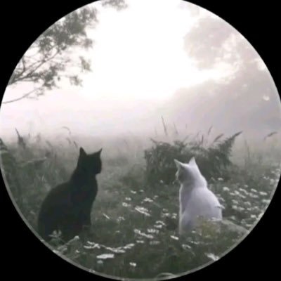 twty3168601's profile picture. 🐈‍⬛