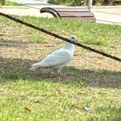 pm_ann_'s profile picture. シュープリームなオネガイきいて！わたしあいた〜い